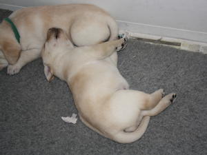 Pups at 3 weeks