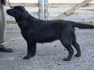 DOLWEN EBONY CLAIRE JW