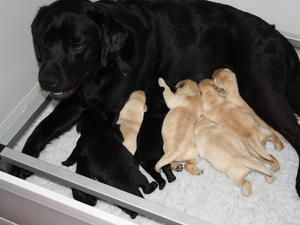 Rwbi with her pups at 3 days