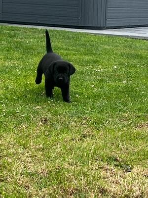 Puppies at 5 weeks