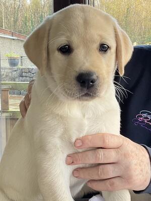 7 week male
