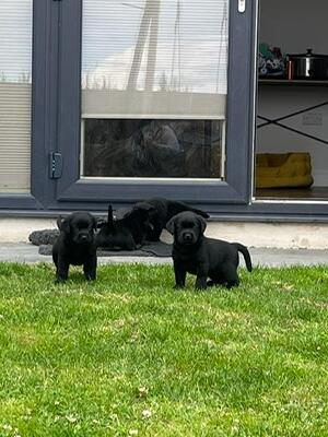 Puppies 5 weeks