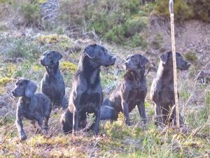 Belle (far left) out picking up