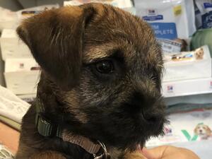 Tilly @ 10weeks