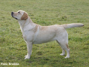 Amber - Trendlewood Perfect Ten