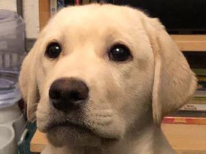 puppy bitch @ 13 weeks