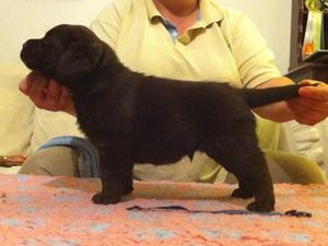 Angus @ 4 weeks November 2011.