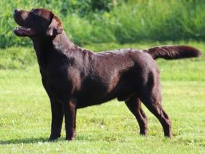 Rory - Sire