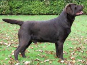 Sire - Exelby Bountyhunter