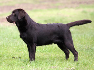 Angus @ 8 months July 2012.