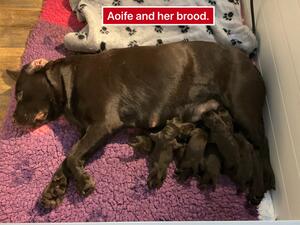 Aoife and her brood