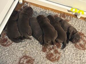 Pups altogether