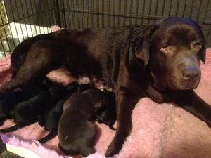 Niamh and her babies.