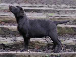 Angus @ 14 weeks January 2012.
