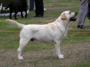 Henry - Trendlewood Moondance JW