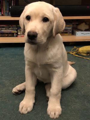 puppy bitch @ 13 weeks