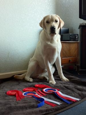 Hamish and his rosettes.