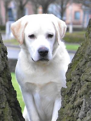 Charlie @ 8 months
