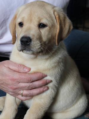 Apple @ 8 weeks