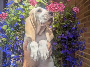 Puppy Head