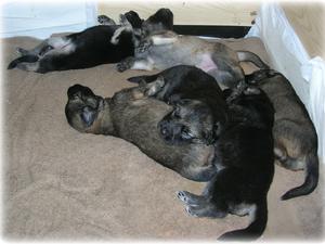 1 Week Old