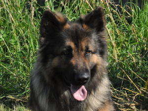 Chewey At Two and a half Yrs