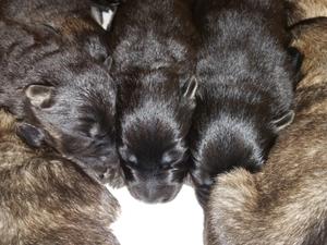Pups at Two Weeks