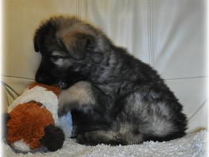 Boy at 6 1/2 weeks.