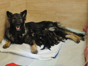 Beaumaris with pups 5 days old.
