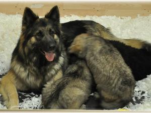 Pups and Mum at 8 weeks.