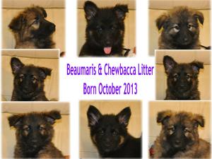 The Litter at 8 Weeks