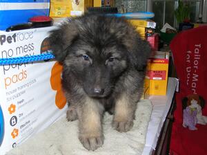 At 8 Weeks