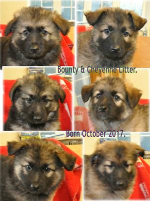 Litter at 8 weeks old
