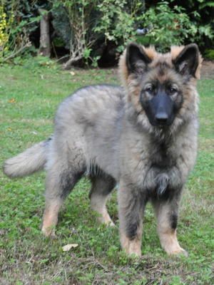 Beaumaris at five months old