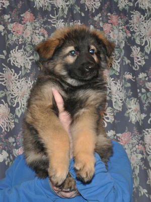 8  Week old boy