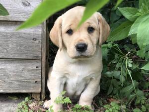 Olive at 7 weeks old
