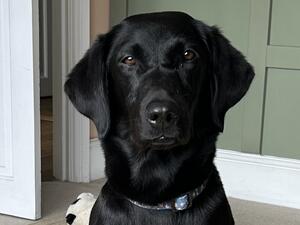Freida