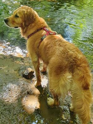 Millie always keen for a swim.