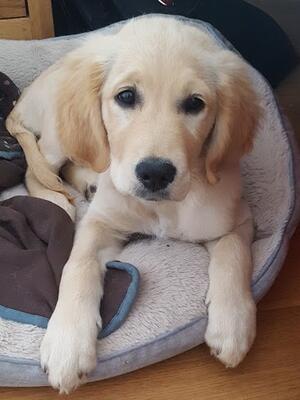 Millie, when she was a pup