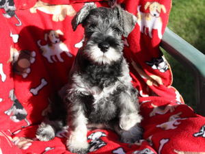 lisa's miniature schnauzers