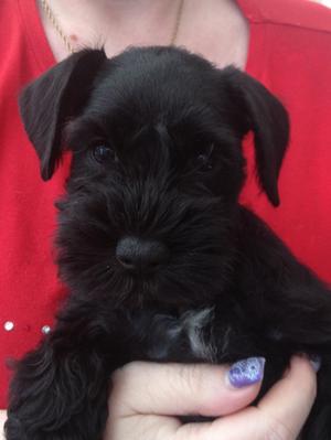 lisa's miniature schnauzers