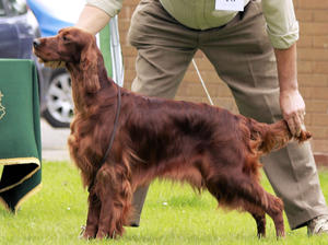 Maddie Reserve CC at CRUFTS