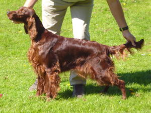 Pedigree KC Registered Irish Setter Puppies in Nr Barnstaple, Devon ...