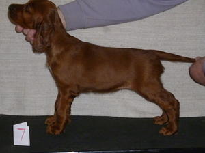 Bitch pup 7 weeks old
