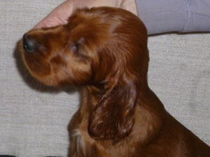 Head of puppy