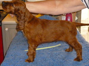 Dog puppy for sale