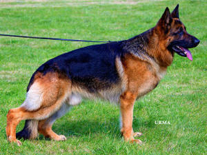 Sire: Lararth Thierry
