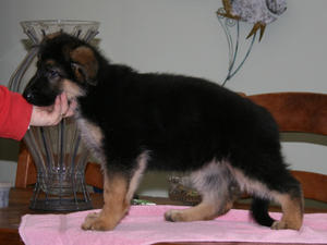 Lindy at 6 weeks