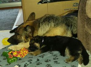Lindy and Puppy