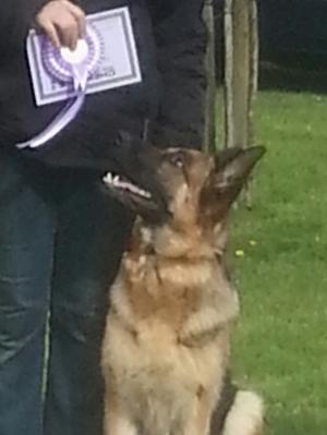 Lindy Obedience